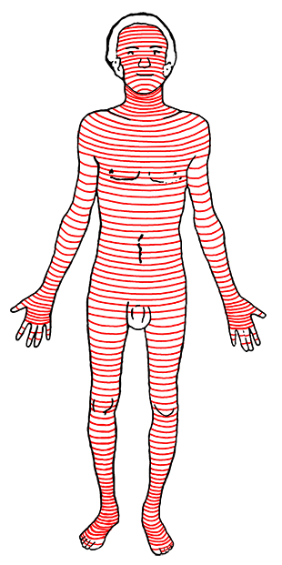 Horizontal folds on the human body
