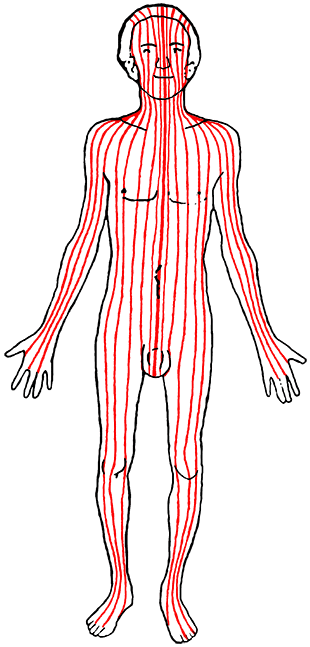 Vertical folds on the human body